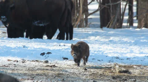 Wild boar Видео 22565883