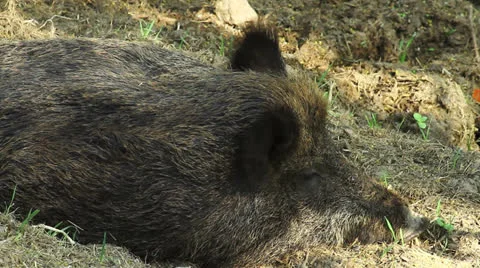 Wild boar Video stock 23207110