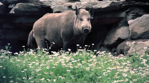 Wild boar Stock Footage 27453225