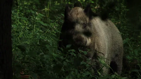 Wild Boar Stockbeeldmateriaal 33393162