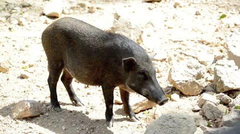 Wild boar Stock Footage 44409519