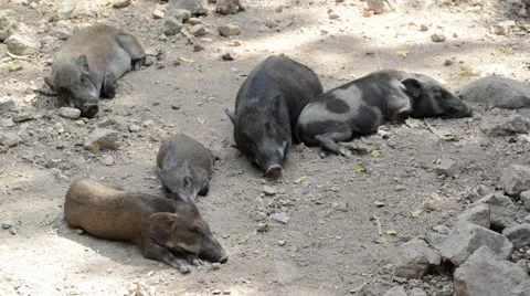 Wild boar Stock Footage 44462483