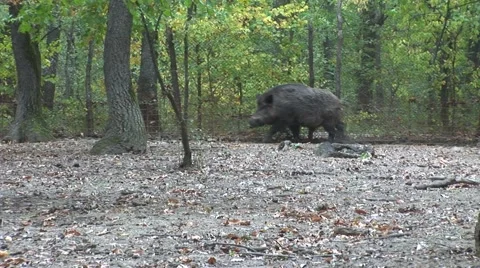 Wild boar Stock Footage 45037198