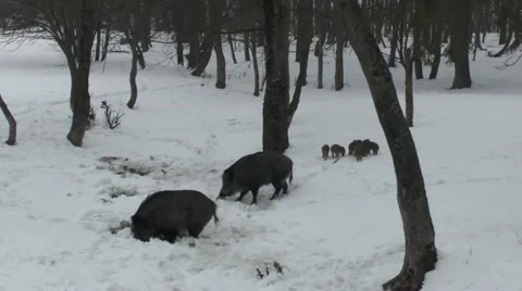 Wild boar Video stock 46288648