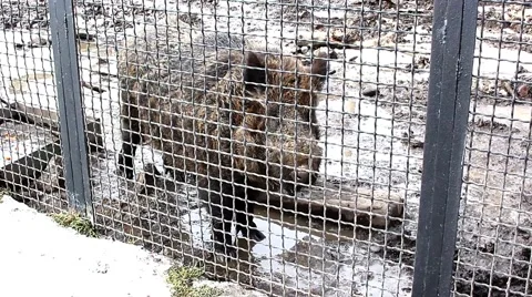 Wild boar Stock Footage 46828446