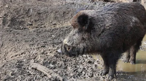 Wild boar Stock Footage 47460906