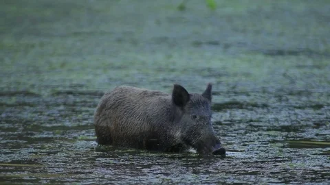 Wild boar Stockbeeldmateriaal 79965895