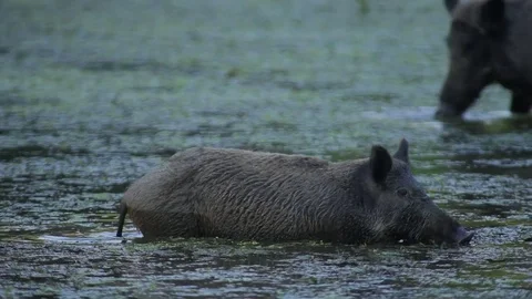 Wild boar Stockbeeldmateriaal 79967331