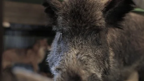 Wild Boar Stock Footage 80998512