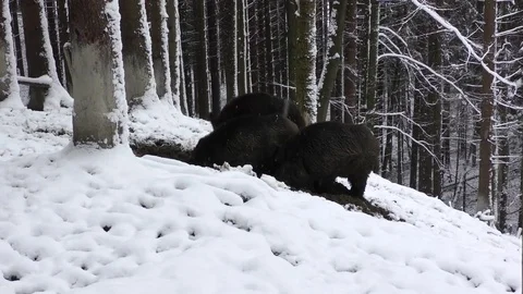 Wild boar Stock Footage 82571923
