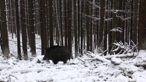 Wild boar 스톡 동영상 82572129