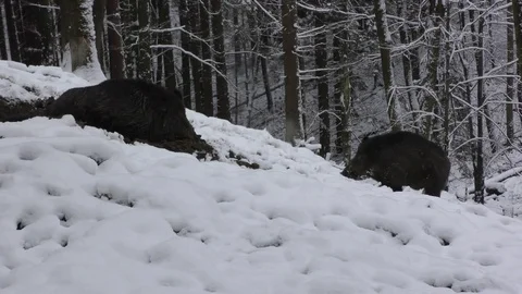 Wild boar Stock Footage 82572165