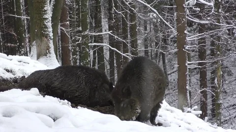 Wild boar 스톡 동영상 82572225