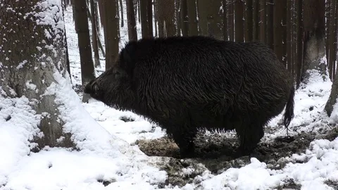 Wild boar Stock-Footage 82572608
