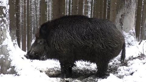 Wild boar Video stock 82572703
