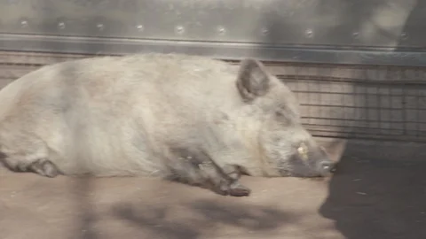 Wild Boar Stock Footage 86657566
