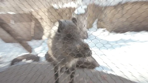 Wild Boar Stock Footage 86658346