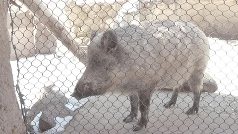 Wild Boar Stock Footage 86658347