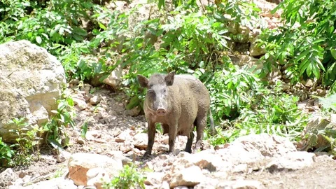 Wild boar Video stock 91695660