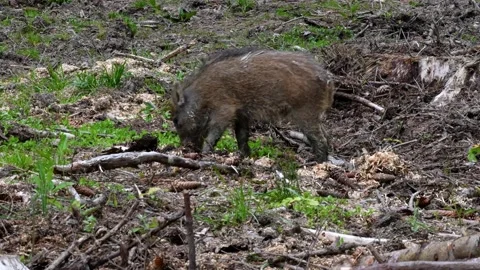 Wild boar Stock Footage 155087294