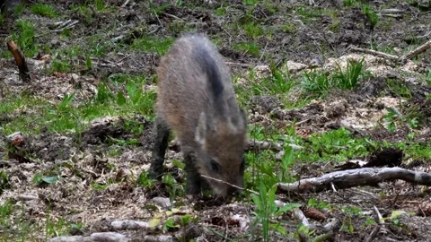 Wild boar 스톡 동영상 155087645