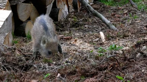 Wild boar Stock Footage 155087674