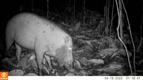 Wild boar Video stock 243002354