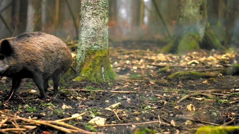 Wild boar 動画素材 311433472