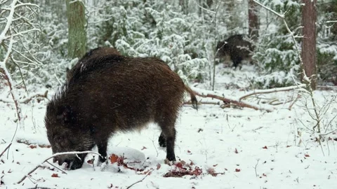 Wild boar Stock Footage 321979784
