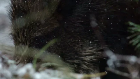 Wild boar Stock Footage 321979791