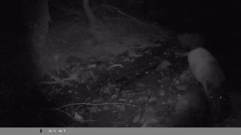 Wild Boar Foraging in the Forest at Night - Infrared Trail Cam Stock Footage 340747056