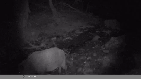 Wild Boar Foraging in the Forest at Night - Infrared Trail Cam Stock Footage 340751541