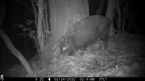 Wild boar foraging in the mountain Stock Footage 197591791