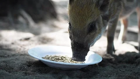 Wild Boar Foraging from Plate Stock Footage 266166770