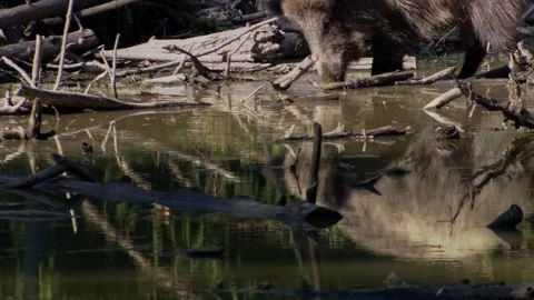 Wild boar foraging in shallow water with reflection Stock Footage 321883353