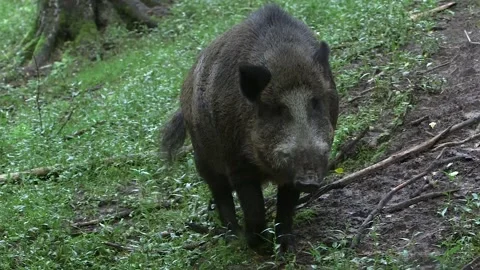 Wild Boar in the Forest Approaching the Camera Stock Footage 268724757