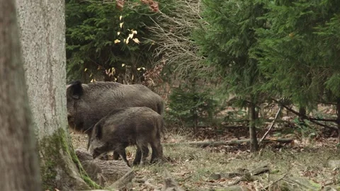 Wild boar in the forest in autumn Stock Footage 286135925