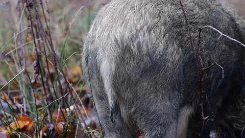 Wild boar in the forest, backfront Video stock 91286660