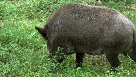 Wild Boar in the Forest Eating Grass Close-up Stock Footage 268724645