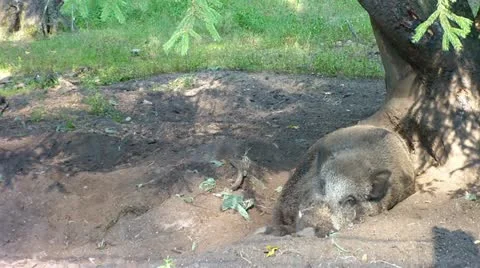 Wild Boar in forest. Stock Footage 11517153
