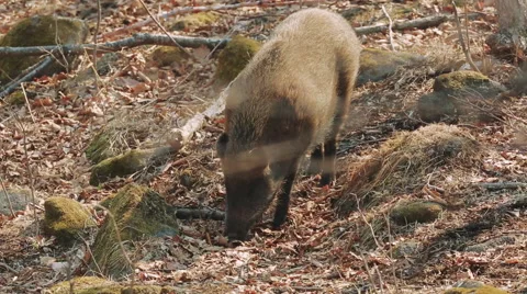 Wild boar in the forest Stock Footage 66109605