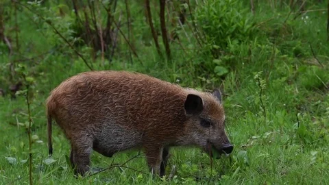 Wild boar in forest Stock Footage 82950667