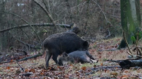 Wild boar in the forest Stock Footage 91611748