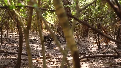 Wild boar in the forest Stock Footage 240946016