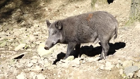 Wild boar in the forest Stock Footage 266550438