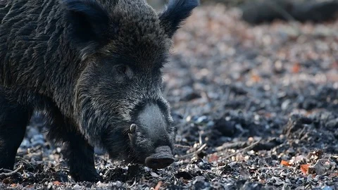 Wild boar in the forest, head portrait Stock Footage 91827149
