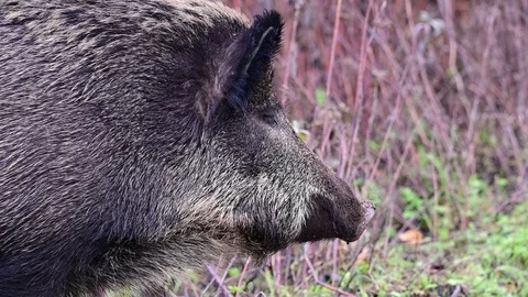 Wild boar in the forest, head portrait, autumn Stock Footage 128804493