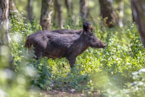 Wild Boar in a forest Foto stock