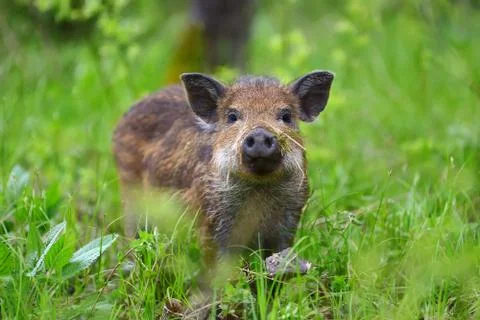 Wild boar in forest 写真素材