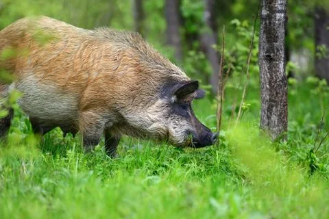 Wild boar on the forest 写真素材